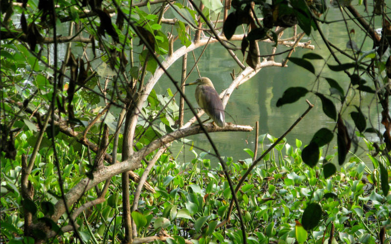 kumarakom-bird-sanctuary