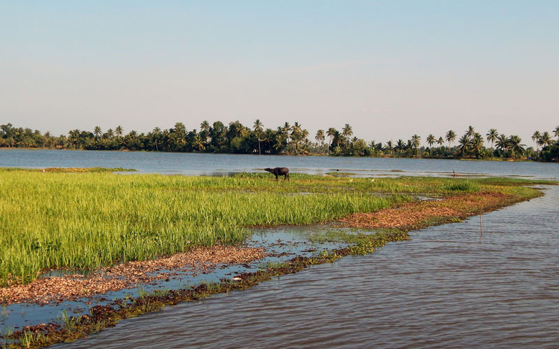 vembanadu-lake-1